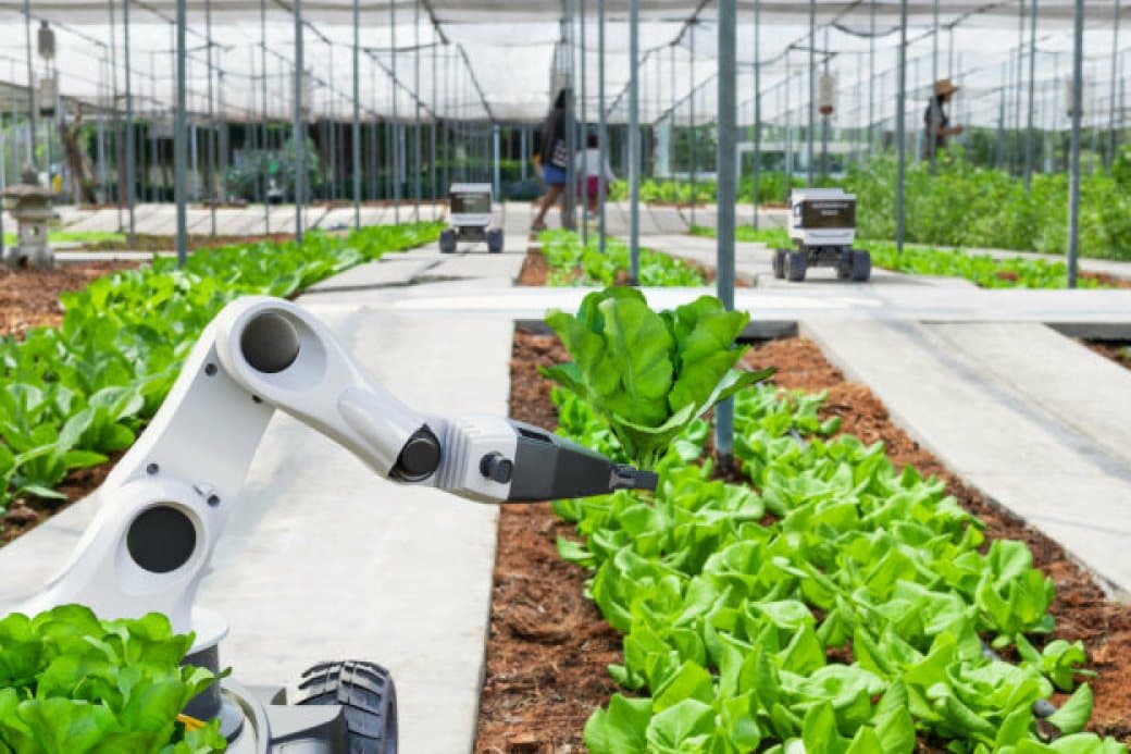 Lime used for agricultural soil correction